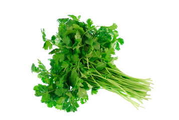 fresh cilantro isolated on white background