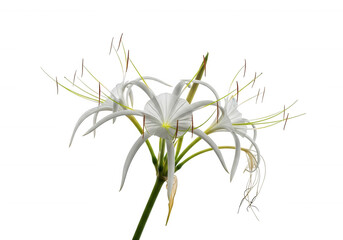 White spider lily bloom isolated on a transparent background