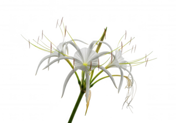 White spider lily bloom isolated on a transparent background