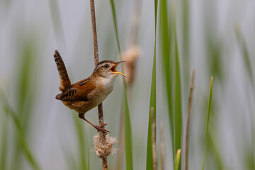 Marsh wren singing in the reeds