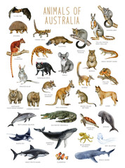 Australia animal hand drawn illustration set. Australian native mammals, reptiles, marine life animals with names big watercolor painted collection on white background