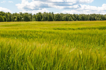 Vibrant green grain field ripples in the breeze. Lush crops stretch under a bright sky, a natural beauty