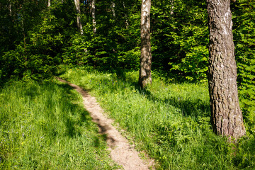 Winding dirt trail in a sun-drenched wood, bordered by vibrant green grass and robust tree trunks. A tranquil, serene pathway