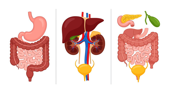 Illustration of human digestive and urinary systems, including stomach, intestines, liver, kidneys, bladder, and pancreas.