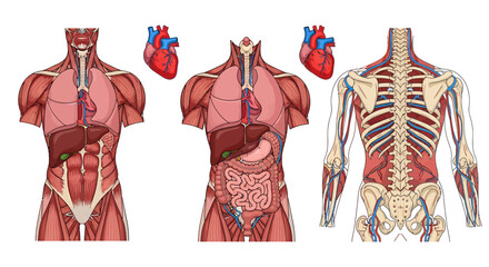 Anatomical illustration showing the human body's internal organs, muscles, and skeletal structure in a detailed, educational presentation.
