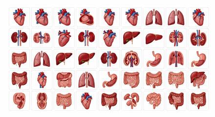 Illustration depicting various human internal organs including heart, lungs, kidneys, liver, stomach, and intestines.