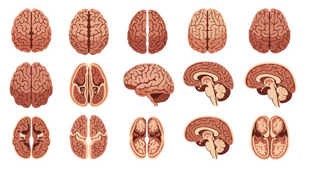 Anatomical illustrations of human brains, showcasing various perspectives and cross-sections for educational purposes.