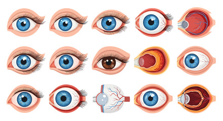 Detailed illustration showcasing various views and cross-sections of human eyes, highlighting anatomy.