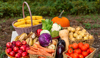 Basket full of vegetable. Healthy food and diet. Dieting with organic vegetable colorful harvest....