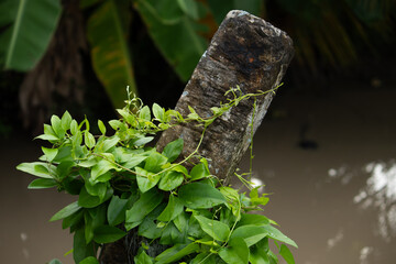 A vibrant green vine with fresh leaves climbing on an old, rough concrete post, symbolizing the resilience and powerful life force of nature.