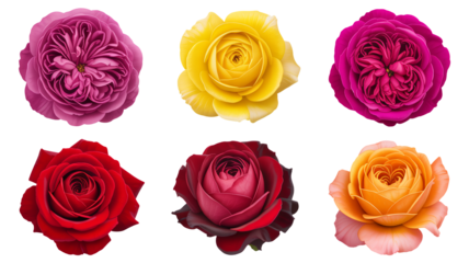 Six colorful roses offer floral beauty for romantic designs
