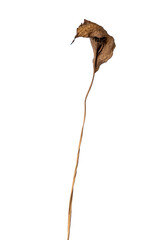 dried leaf on white background
