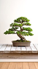 A vibrant bonsai tree sits gracefully atop a rustic, weathered wooden table, its intricate branches and lush green leaves contrasting beautifully with the aged wood.
