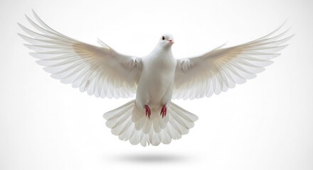 Flying white dove bird peace freedom hope spirit wings feathers animal nature symbol purity light air