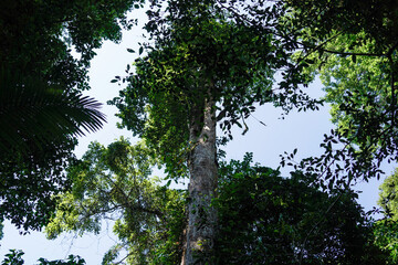 Tall trees rising into clear forest sky
