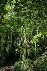 Dense Forest with Bamboo-like Grass Clusters
