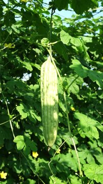 Single Fresh Bitter Melon on the Tree