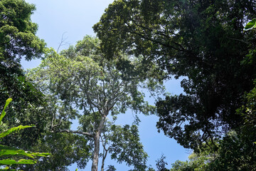 Fototapeta premium Tree Canopy Reaching Toward Tropical Sky 