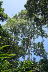 Towering Tropical Trees in Sunlit Forest
