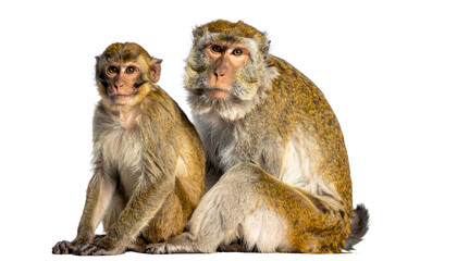 Naklejka premium Sitting monkey bundle isolated on transparent background