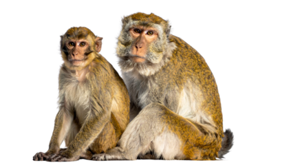 Sitting monkey bundle isolated on transparent background