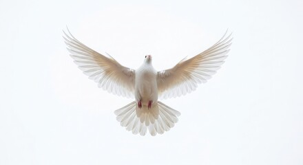White dove flying bird peace freedom spirit animal wings flight sky nature faith hope purity beautiful