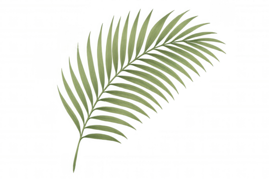 Palm frond offering tropical green foliage, creating a fresh botanical element with transparent background