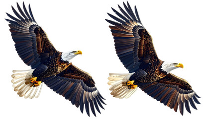 Soaring raptors collection isolated on transparent background