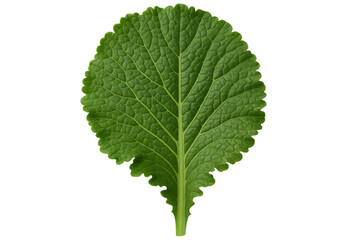 Green mustard leaf presenting fresh organic vegetable food for health, nutrition, and natural culinary ingredients