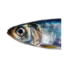 Close-up of a sardine fish isolated 