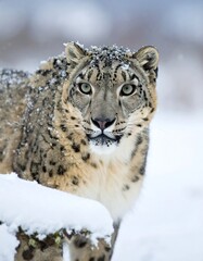 Portrait of a snow leopard covered in snow, gazing directly at the viewer, winter