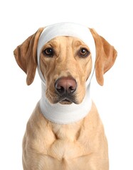 Portrait of a tan-colored dog with a white bandage wrapped around its head against a white background