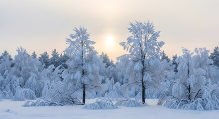 Fototapeta premium Two snow covered trees stand in a frosted forest landscape with the sun shining faintly through the mist
