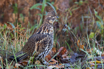 Handsome ruffed grouse Bonasa umbellus a master of camouflage against fallen autumn leaves