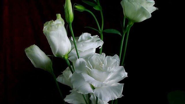 Sbocciare di fiore bianco rapido