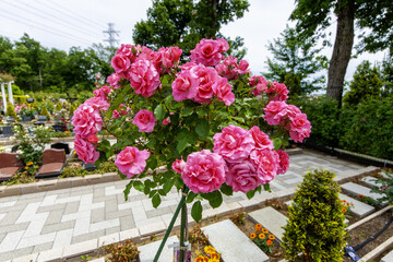 Beautiful Japanese cemeteries where flowers bloom - 36