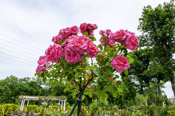 Beautiful Japanese cemeteries where flowers bloom - 37