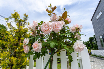 Beautiful Japanese cemeteries where flowers bloom - 38
