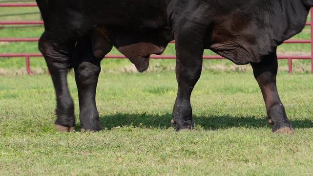 BLACK BRAHMAN BULL TEXAS LIVESTOCK RED BRAHMAN