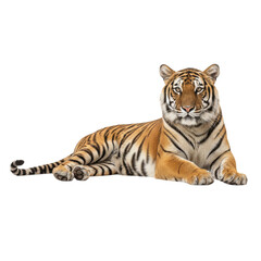 Obraz premium tiger lying isolated on white background