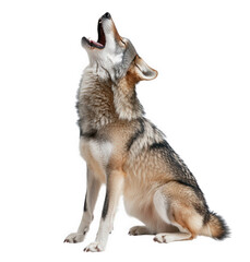 Fototapeta premium Howling wolf isolated on transparent background, capturing its wild spirit and vocal communication in a striking pose, symbolizing natures untamed beauty