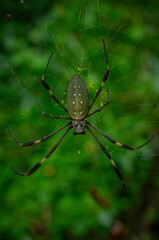 Araña platanera, araña bananera.   © CamiloSantamaría