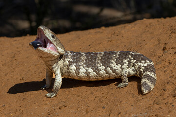 Australian Shingleback Lizard with mouth open