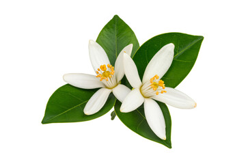 Delicate orange blossom flowers offer a fresh and natural springtime feel
