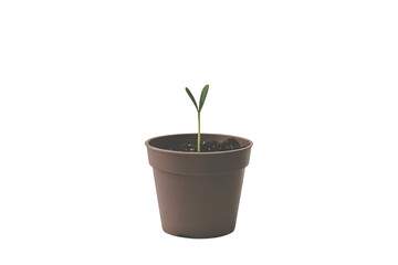 Tiny sprout growing in pot showcases new beginnings and growth stages