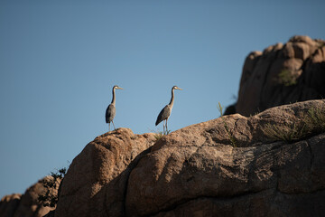 Great Blue Herons