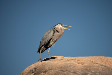 Obraz premium Great Blue Herons