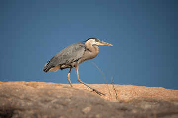 Great Blue Herons