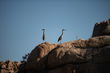 Great Blue Herons
