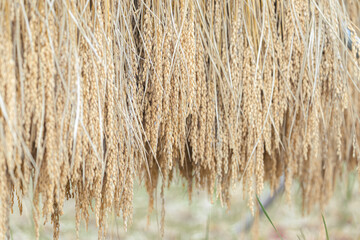 寺坂棚田の稲の天日干し